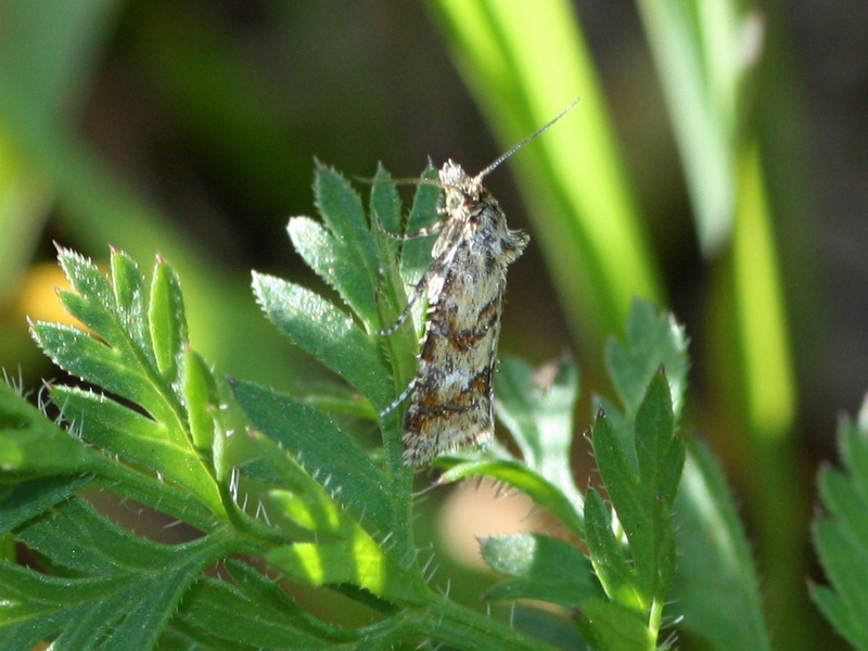 Tortricidae: Aethes williana (Cfr)